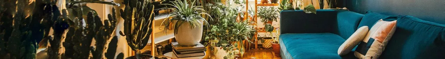 Ambiance Tropicale